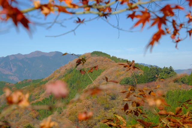 Chasing autumn leaves – PROJECT FARSIGHTED