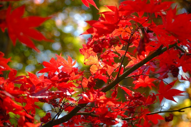 Chasing autumn leaves – PROJECT FARSIGHTED